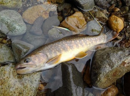 梅雨の晴れ間にイワナ釣り